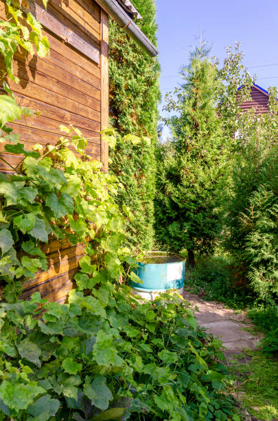 Metal barrel for collecting rainwater in the countryside on the background of grapes, thuja and juniper and a rural house.