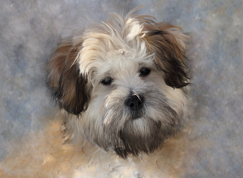 portrait of young little puppy