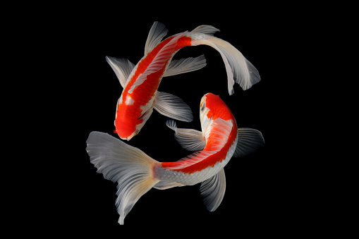 500+ Koi Fish Pictures | Download Free Images on Unsplash