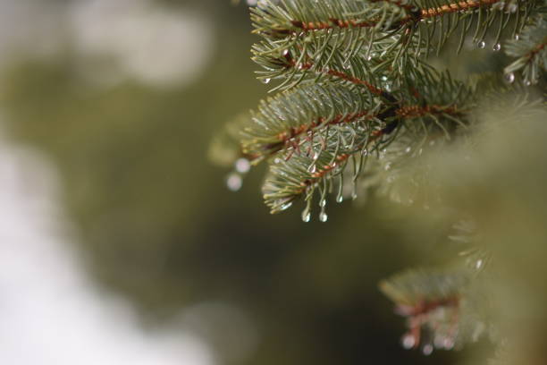 istock Green spruce branch with raindrops close up 1297302943