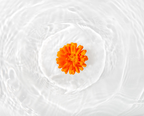 Beautiful marigold petals macro with drop floating on surface of the water close up. It can be used as background.\nFlat lay, top view, copy space concept.