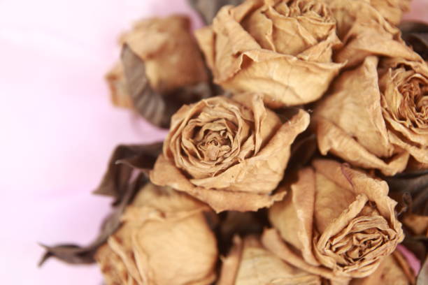 istock close up dry rose bouquet on pink background 1297303985