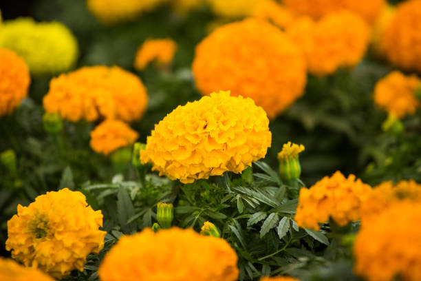istock Beautiful marigolds in the garden - Tagetes erecta 1297305442