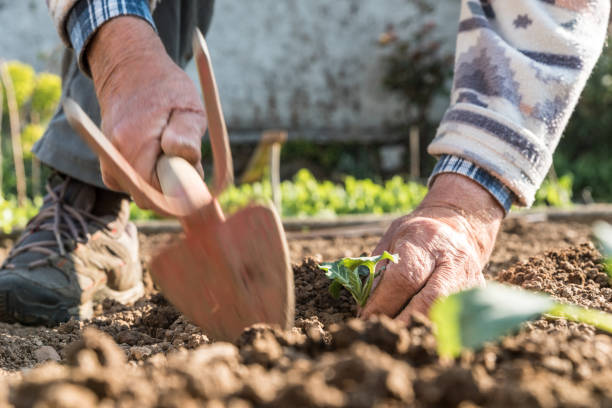 istock Senior Man in Springtime Planting Cabbage Seedling in the Vegetable Garden 1297305599