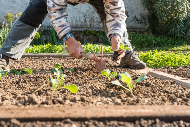 istock Senior Man in Springtime Planting Cabbage Seedling in the Vegetable Garden 1297305603