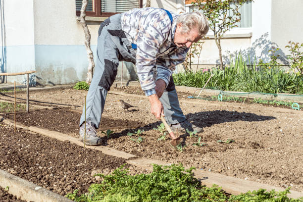 istock Senior Man in Springtime Planting Cabbage Seedling in the Vegetable Garden 1297305613