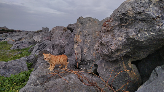 cat, exploring, curiousity, rocks, nature