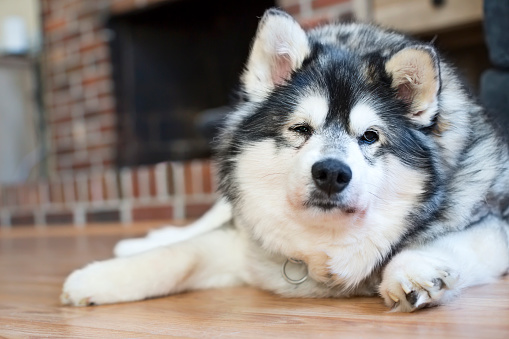 Older Alaskan Klee Kai dog who is overweight from Cushing's disease. Red coloration around his mouth is due to excessive hormone secretion caused by the disease.