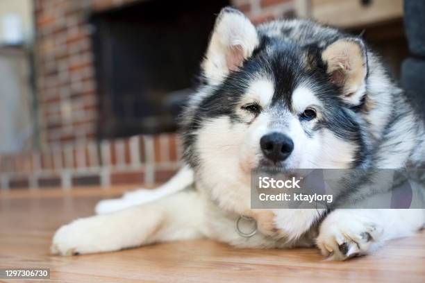 Alaskan Klee Kai Breed Dog Isolated on a Clean White Background Stock Photo - Image of isolated, friend: 276835666