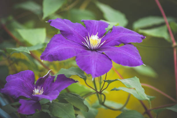 clematis flowers in the garden