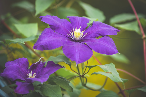 Clematis vine growing with pink folowers against a backdrop of a red brick wall.