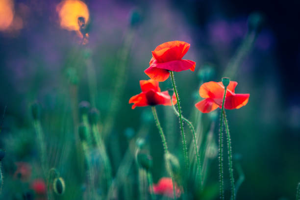 istock poppy flowers in the garden 1297307933