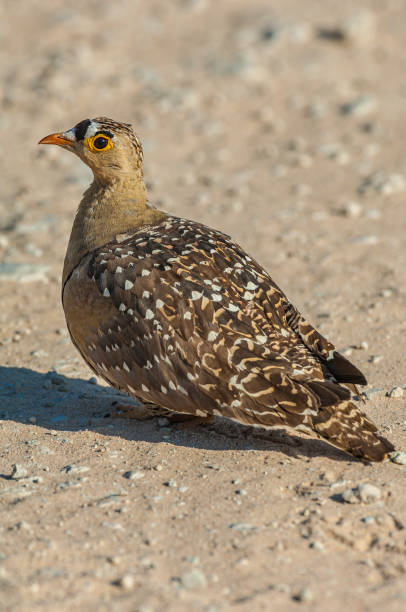 istock Double-banded Sandgrouse, Pterocles bicinctus, Etosha Pan National Park, Namibia, Pterocliformes, Pteroclididae 1297308705
