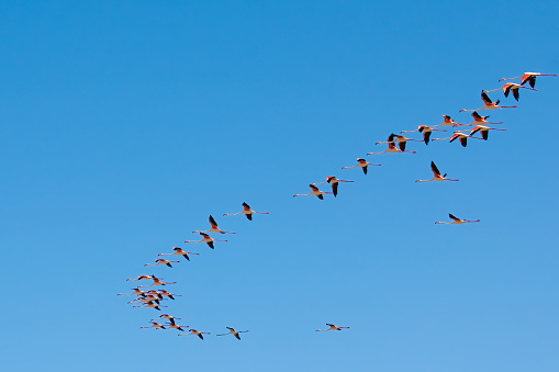 Greater Flamingo by the Atlantic Ocean, Phoenicopterus ruber, Walvis Bay, Namibia, Phoenicopteriformes, Phoenicopteridae. Flying.