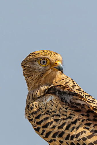 Greater Kestrel, Falco rupicoloides, Etosha Pan National Park, Namibia, Falconiformes, Falconidae.