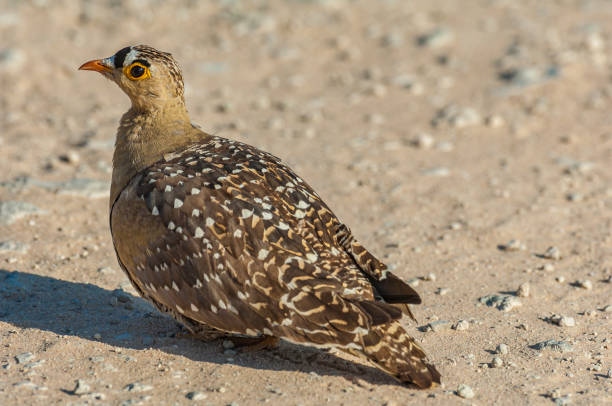 istock Double-banded Sandgrouse, Pterocles bicinctus, Etosha Pan National Park, Namibia, 	Pterocliformes, Pteroclididae 1297308724