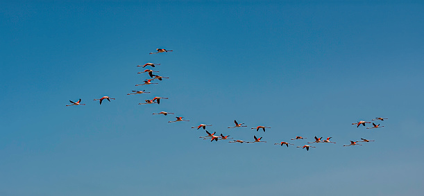 Greater Flamingo by the Atlantic Ocean, Phoenicopterus ruber, Walvis Bay, Namibia, Phoenicopteriformes, Phoenicopteridae. Flying.