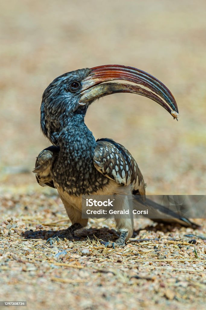 Monteiro's Hornbill, Tockus monteiri, Etosha Pan National Park, Namibia,  Bucerotidae, Bucerotiformes. Male. Animal Wildlife Stock Photo
