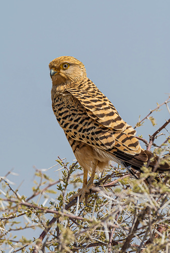 Greater Kestrel, Falco rupicoloides, Etosha Pan National Park, Namibia, Falconiformes, Falconidae.