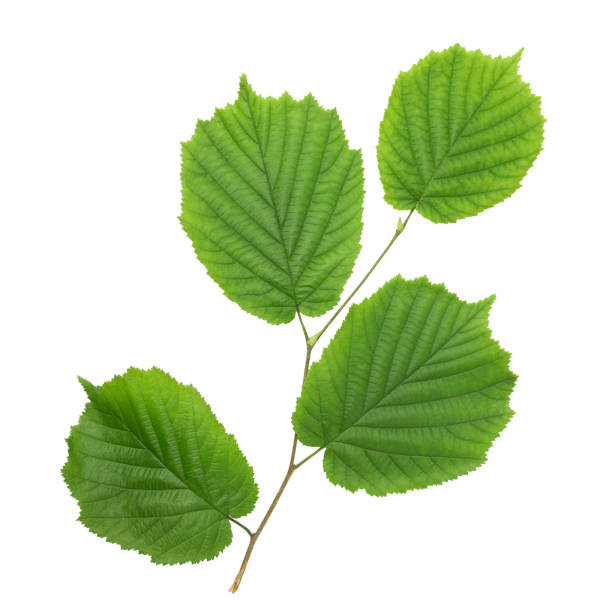 istock Green leaves on a hazel branch isolated on a white background. 1297308776