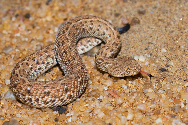 Peringuey's adder, Peringuey's desert adder, Namib dwarf sand adder, Namib desert sidewinding adder, Namib Desert Peringuey's Dune Adder; Bitis peringueyi; Namib-Naukluft National Park; Namibia; Squamata; Viperidae la escalera de peringuey, la escalera del desierto de peringuey, la escalera de arena enana namib, la escalera de viento lateral del desierto de namib, la escalera duna de namib poringuey; bitis peringueyi; parque nacional namib-naukluft; namibia; squamata