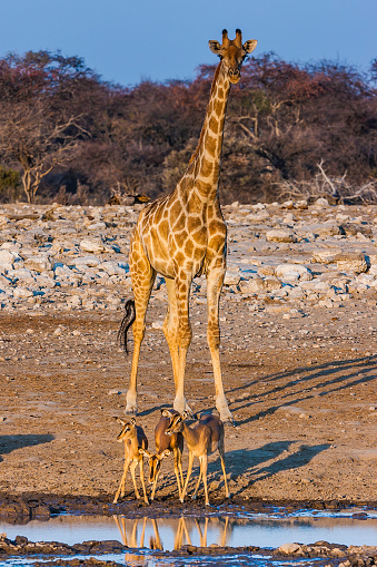 Many Animals at the waterhole at Okaukuejo, Etosha Pan National Park, Namibia, Elephants, Springbok, Zebra, Oryx and Kudu.