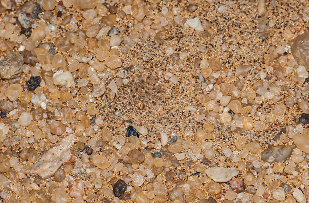 Peringuey's adder, Peringuey's desert adder, Namib dwarf sand adder, Namib desert sidewinding adder, Namib Desert Peringuey's Dune Adder; Bitis peringueyi; Namib-Naukluft National Park; Namibia; Squamata; Viperidae. In the sand with just it's head and eyes visible. Hidden in the sand.