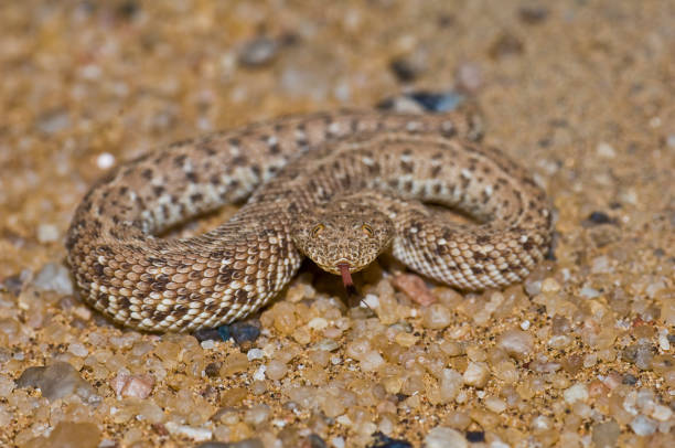 istock Peringuey's adder, Peringuey's desert adder, Namib dwarf sand adder, Namib desert sidewinding adder, Namib Desert Peringuey's Dune Adder; Bitis peringueyi; Namib-Naukluft National Park; Namibia; Squamata; Viperidae 1297308842