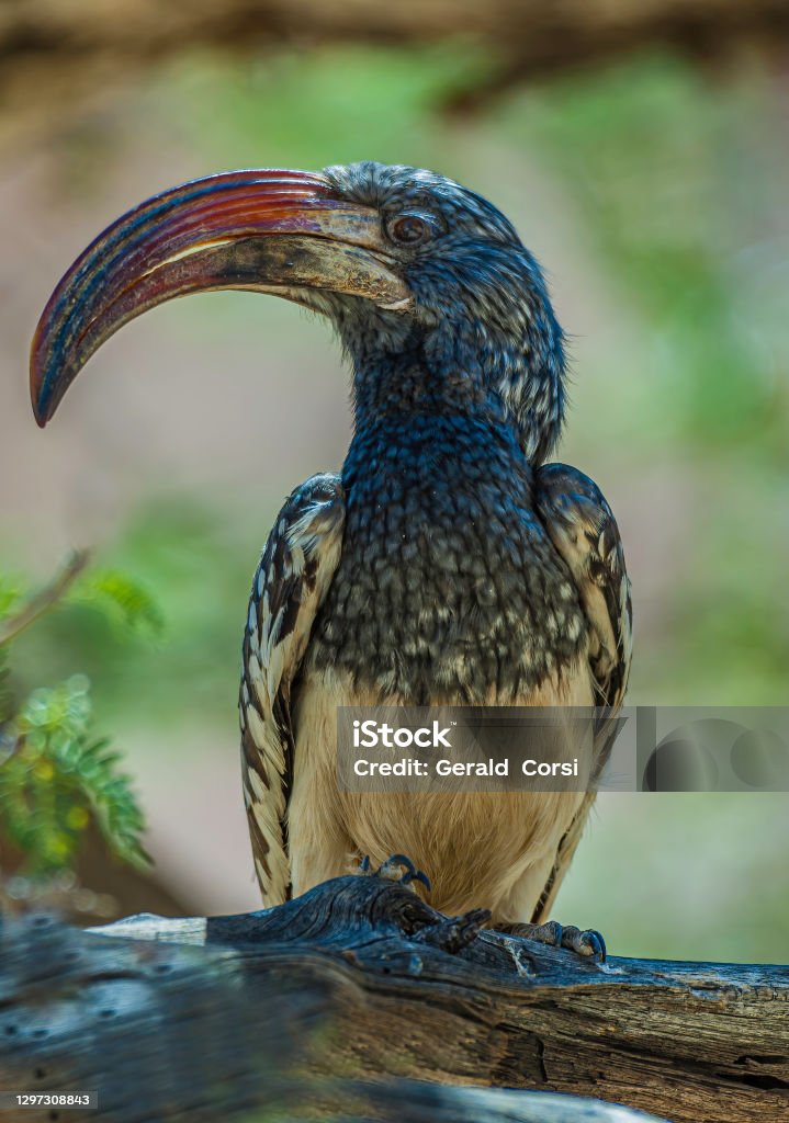 Monteiro's Hornbill, Tockus monteiri, Etosha Pan National Park, Namibia,  Bucerotidae, Bucerotiformes. Male. Hornbill Stock Photo