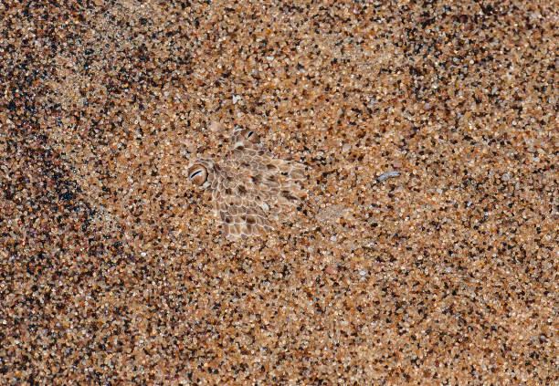 Peringuey's adder, Peringuey's desert adder, Namib dwarf sand adder, Namib desert sidewinding adder, Namib Desert Peringuey's Dune Adder; Bitis peringueyi; Namib-Naukluft National Park; Namibia; Squamata; Viperidae. In the sand with just it's head and eyes visible. Hidden in the sand. la escalera de peringuey, la escalera del desierto de peringuey, la escalera de arena enana namib, la escalera de viento lateral del desierto de namib, la escalera duna de namib poringuey; bitis peringueyi; parque nacional namib-naukluft; namibia; squamata