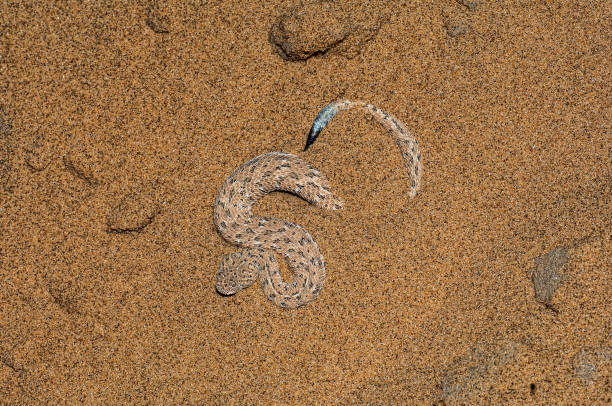 istock Peringuey's adder, Peringuey's desert adder, Namib dwarf sand adder, Namib desert sidewinding adder, Namib Desert Peringuey's Dune Adder; Bitis peringueyi; Namib-Naukluft National Park; Namibia; Squamata; Viperidae. Starting to bury itself in the sand. 1297308858