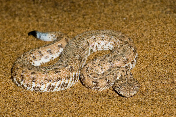 istock Peringuey's adder, Peringuey's desert adder, Namib dwarf sand adder, Namib desert sidewinding adder, Namib Desert Peringuey's Dune Adder; Bitis peringueyi; Namib-Naukluft National Park; Namibia; Squamata; Viperidae 1297308861