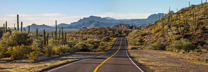 Saguaro cacti basking in the warm golden light of sunset in the Sonoran Desert of Arizona.