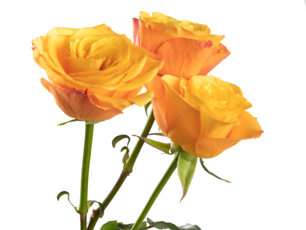 istock Yellow roses isolated on white background 1297309845