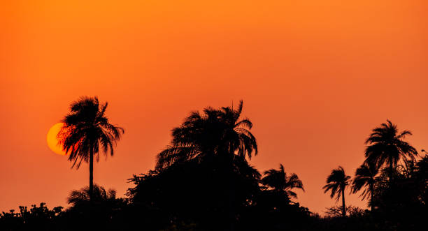 Sun behind palm trees, Gambia, West Africa