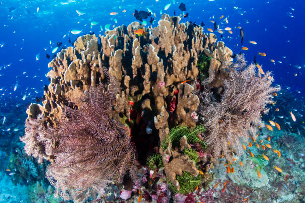 istock Tropical fish and hard corals on a blue, warm water reef system 1297314871
