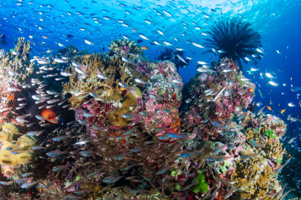 istock Tropical fish and hard corals on a blue, warm water reef system 1297314903