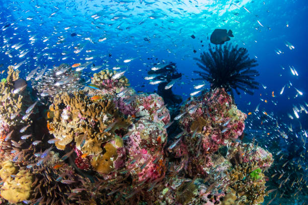 istock Tropical fish and hard corals on a blue, warm water reef system 1297314934