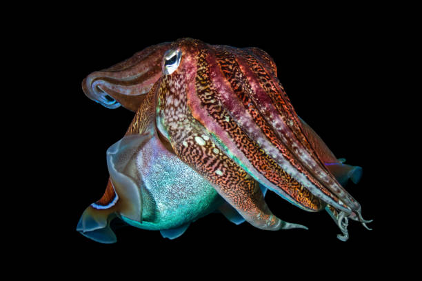 istock Pharaoh Cuttlefish (Sepia pharaonis) on a dark tropical coral reef in Thailand (Richelieu Rock) 1297315084
