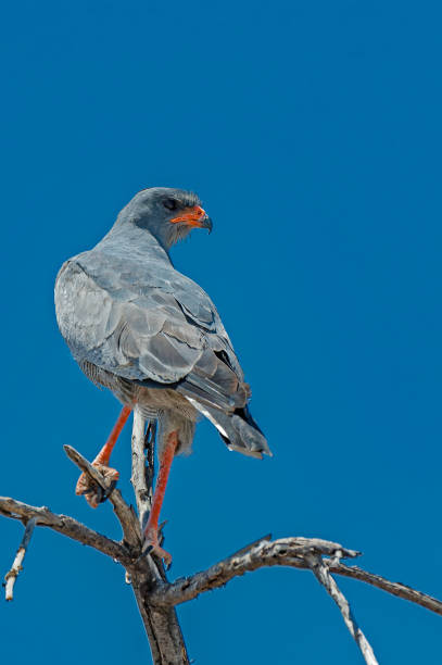 Pale Chanting Goshawk, Melierax canorus, Etosha Pan National Park, Namibia, Accipitriformes, Accipitridae
