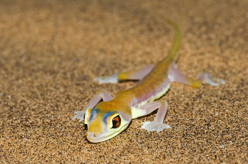 Namib Web Foot Gecko, Palmato Gecko, Palmatogecko rangei, Namib sand gecko; Pachydactylus rangei; Namib-Naukluft National Park, Namibia, Squamata, Gekkonidae. Endemic. Lives in the desert sand dunes.