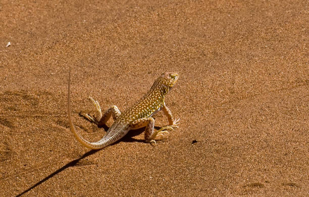 Slip Face Lizard, or shovel-snouted lizard or Anchieta's dune lizard. Meroles anchietae olf name  Aporosaura anchietae, Sossusvlei Dunes, Namib-Naukluft National Park, Namibia, Reptilia, Squamata, Lacertidae.