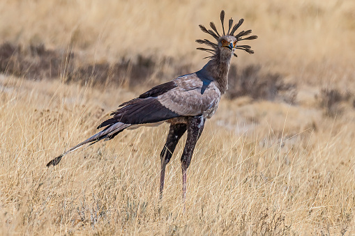 Secretary Bird or secretarybird, Sagittarius serpentarius, Etosha Pan National Park, Namibia, Accipitriformes, Sagittariidae
