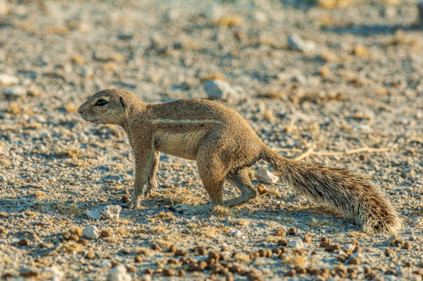 istock South African Ground Squirrel or Cape ground squirrel, Xerus inauris, Using its tail to create shade from the hot sun, Etosha Pan National Park, Namibia, Rodentia, Sciuridae, 1297315281
