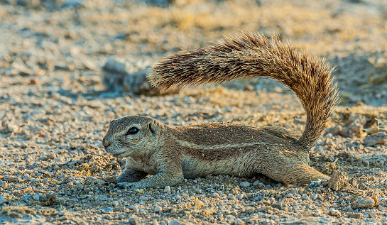 South African Ground Squirrel or Cape ground squirrel, Xerus inauris, Using its tail to create shade from the hot sun, Etosha Pan National Park, Namibia, Rodentia, Sciuridae,