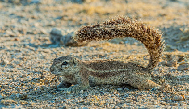 South African Ground Squirrel or Cape ground squirrel, Xerus inauris, Using its tail to create shade from the hot sun, Etosha Pan National Park, Namibia, Rodentia, Sciuridae, South African Ground Squirrel or Cape ground squirrel, Xerus inauris, Using its tail to create shade from the hot sun, Etosha Pan National Park, Namibia, Rodentia, Sciuridae, african ground squirrel stock pictures, royalty-free photos & images