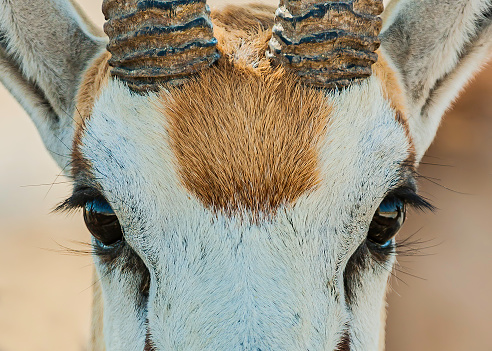 Springbok, Antidorcas marsupialis, Etosha Pan National Park, Namibia, Artiodactyla, Bovidae. Very close-up showing face and eyes.