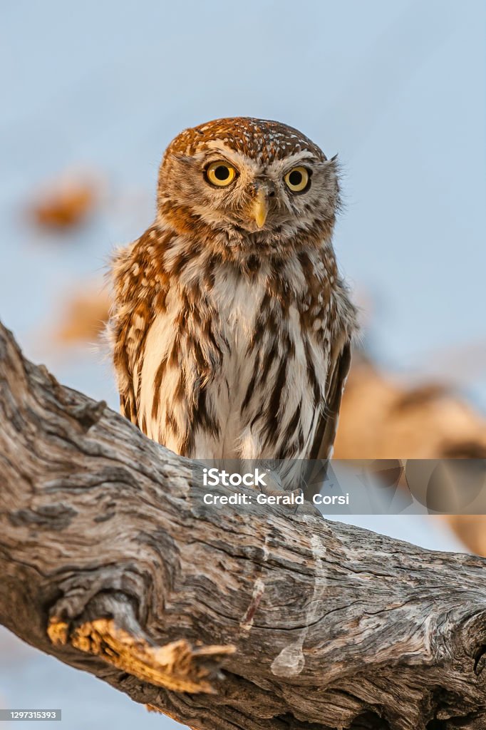 Pearl-spotted Owlet, Glaucidium perlatum, Etosha Pan National Park, Namibia, Strigiformes, Strigidae Animal Wildlife Stock Photo