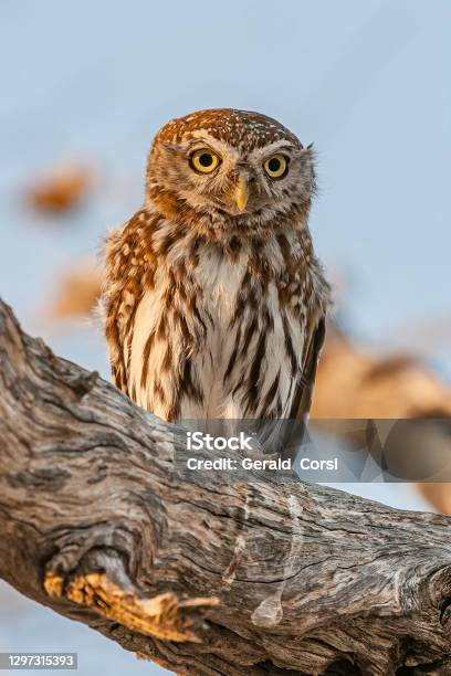 Pearlspotted Owlet Glaucidium Perlatum Etosha Pan National Park Namibia Strigiformes Strigidae Stock Photo - Download Image Now
