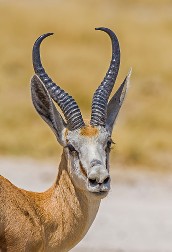 Springbok, Antidorcas marsupialis, Etosha Pan National Park, Namibia, Artiodactyla, Bovidae. Male. Head and neck and horns.